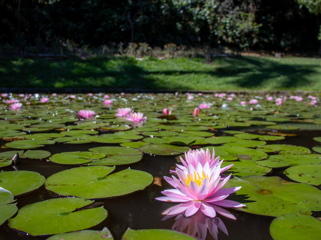 Jardim Botânico de São Paulo-圣保罗必去景点