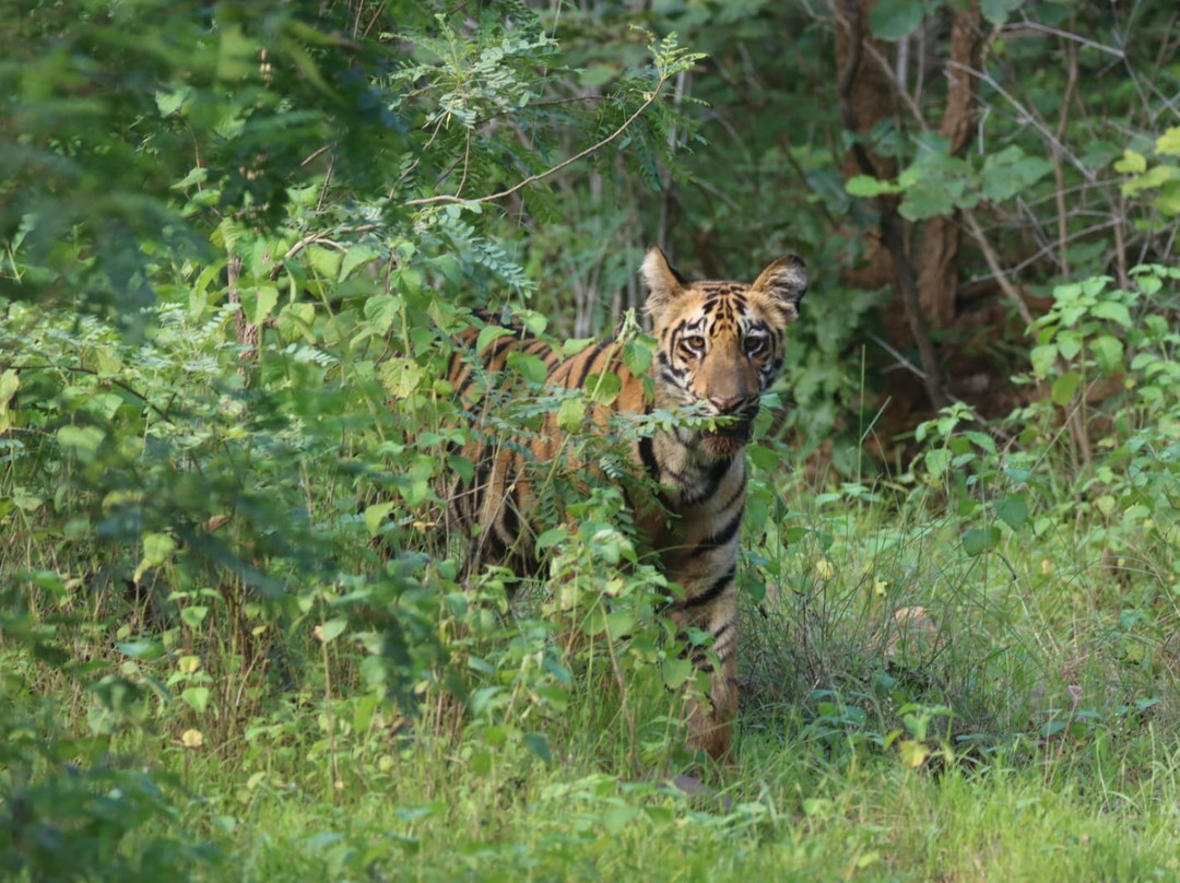 Tadoba Andhari National Park-Chandrapur District必去景点