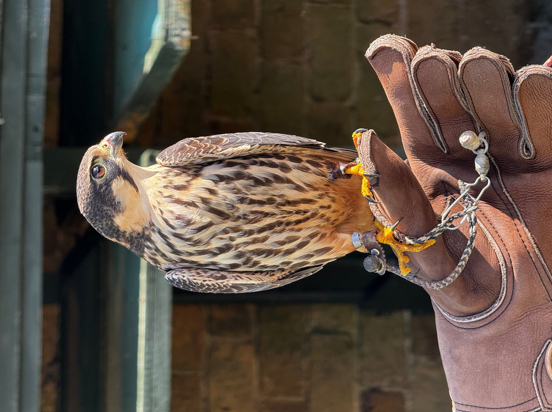 Thirsk Birds Of Prey Centre-瑟斯克必去景点