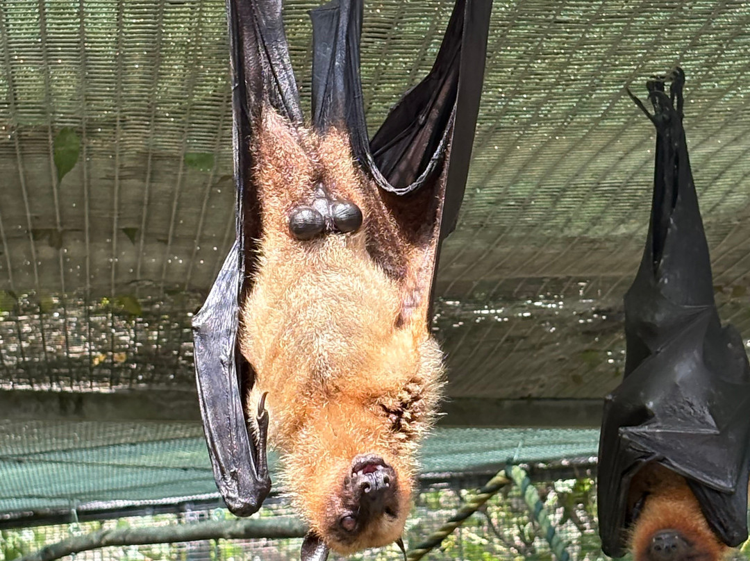 Lubee Bat Conservancy-盖恩斯维尔必去景点