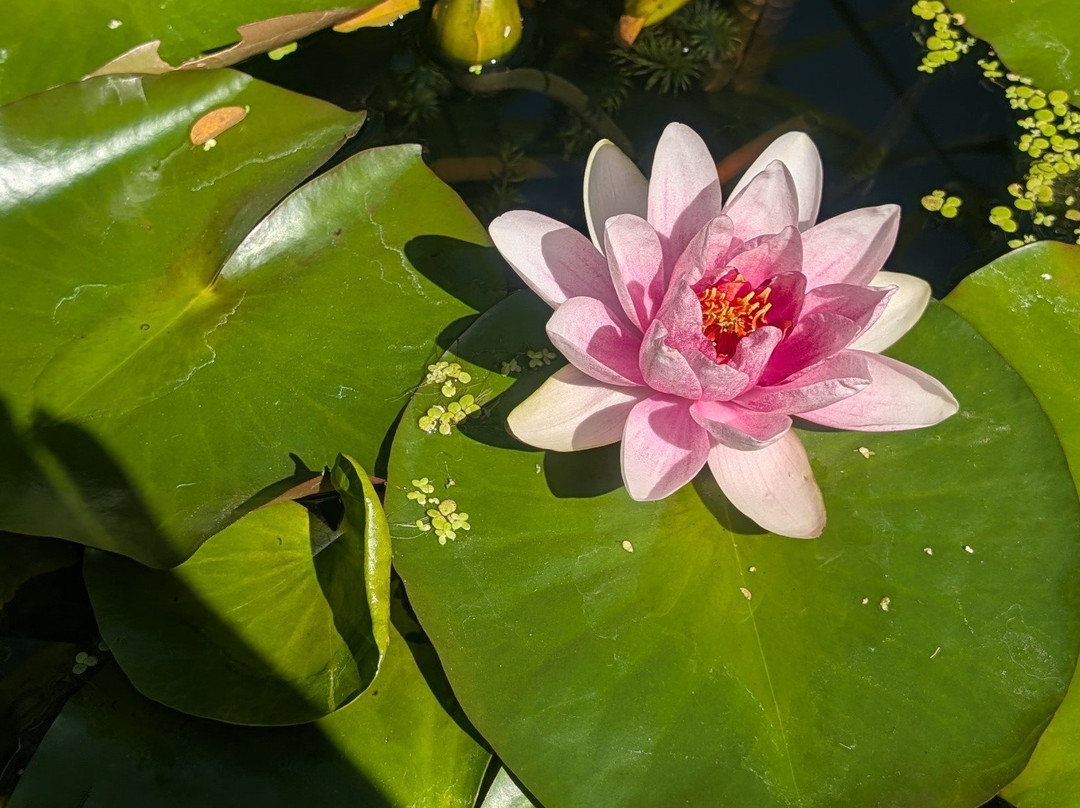 Les Jardins D'eau-Carsac-Aillac必去景点