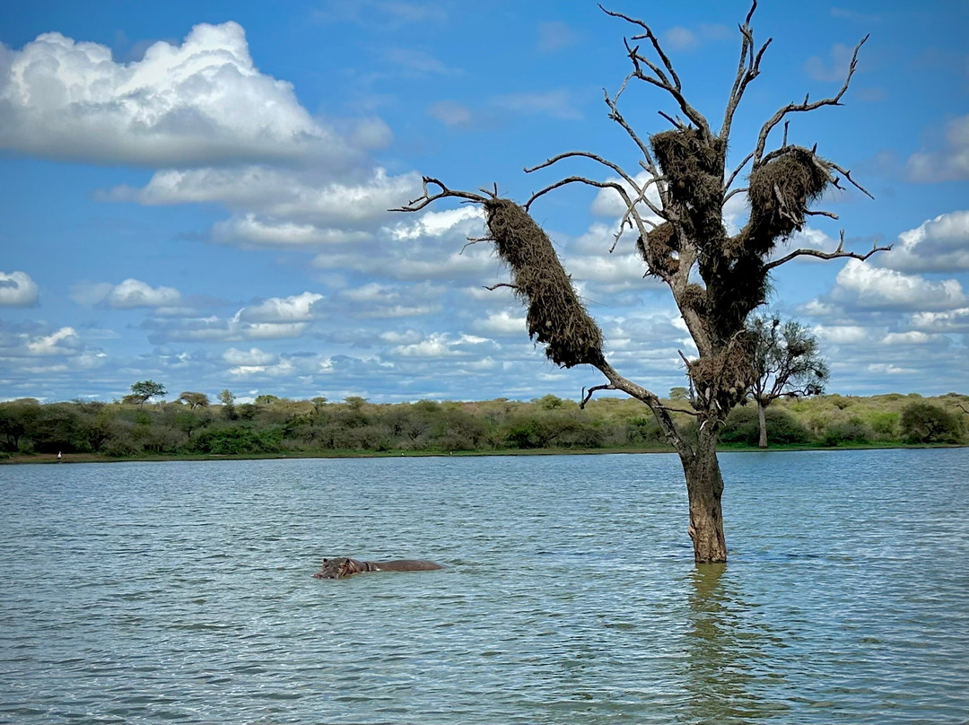 On Safari Africa - Kruger National Park-马里兰必去景点
