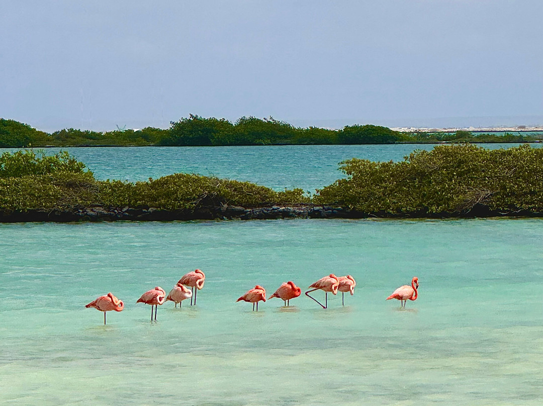 Pekelmeer Flamingo Sanctuary-博奈尔岛必去景点