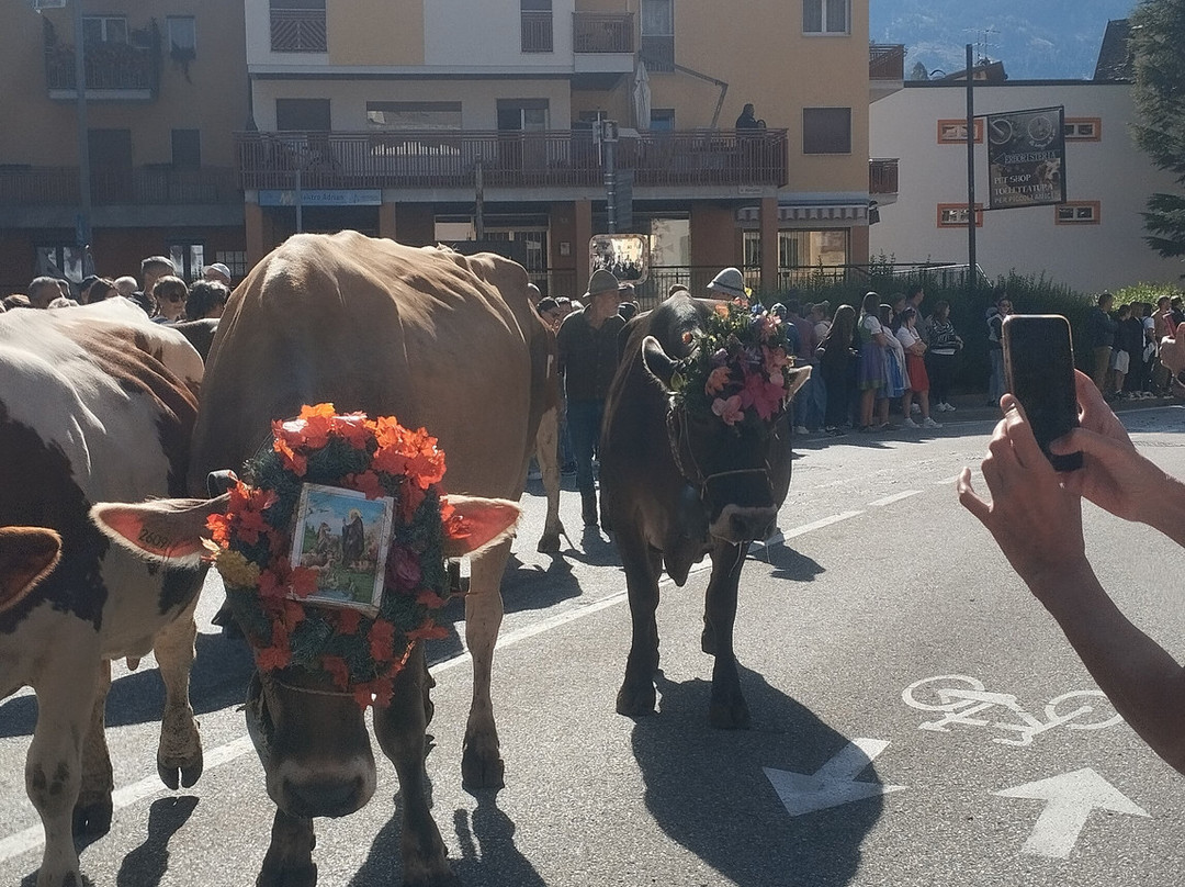 Desmontegada De Le Vache