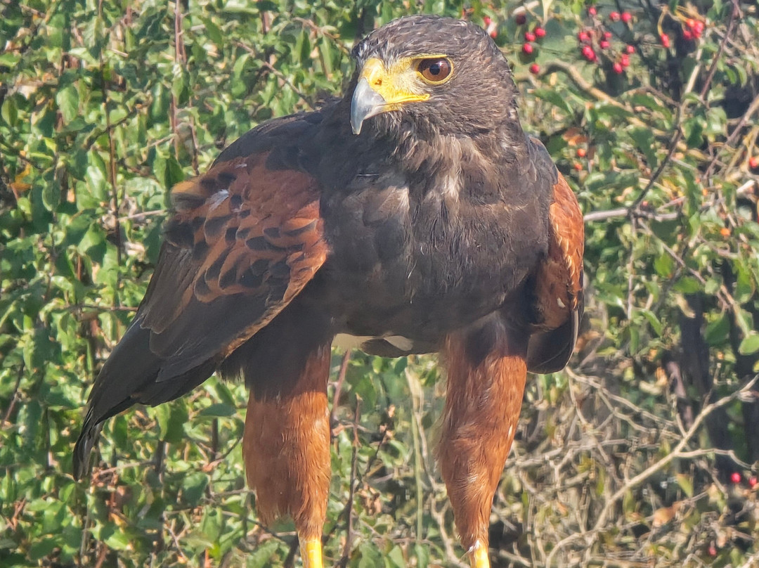 Walks With Hawks-切尔滕纳姆必去景点