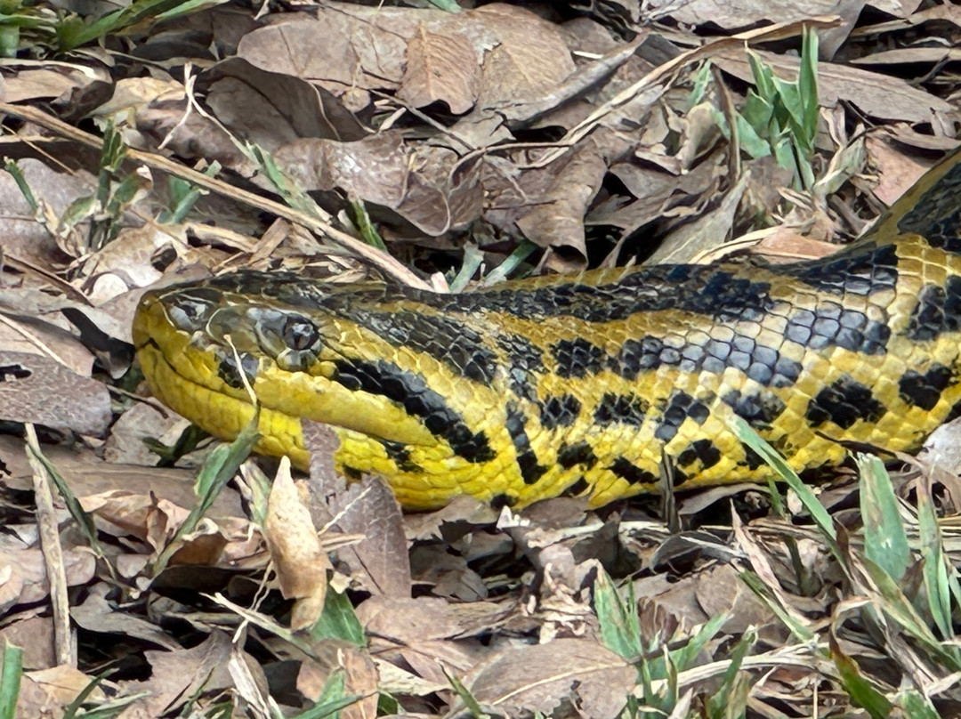 Pantanal Jaguar Safaris-Chapada dos Guimaraes必去景点