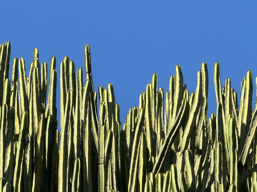 Orto Botanico-卡利亚里省必去景点