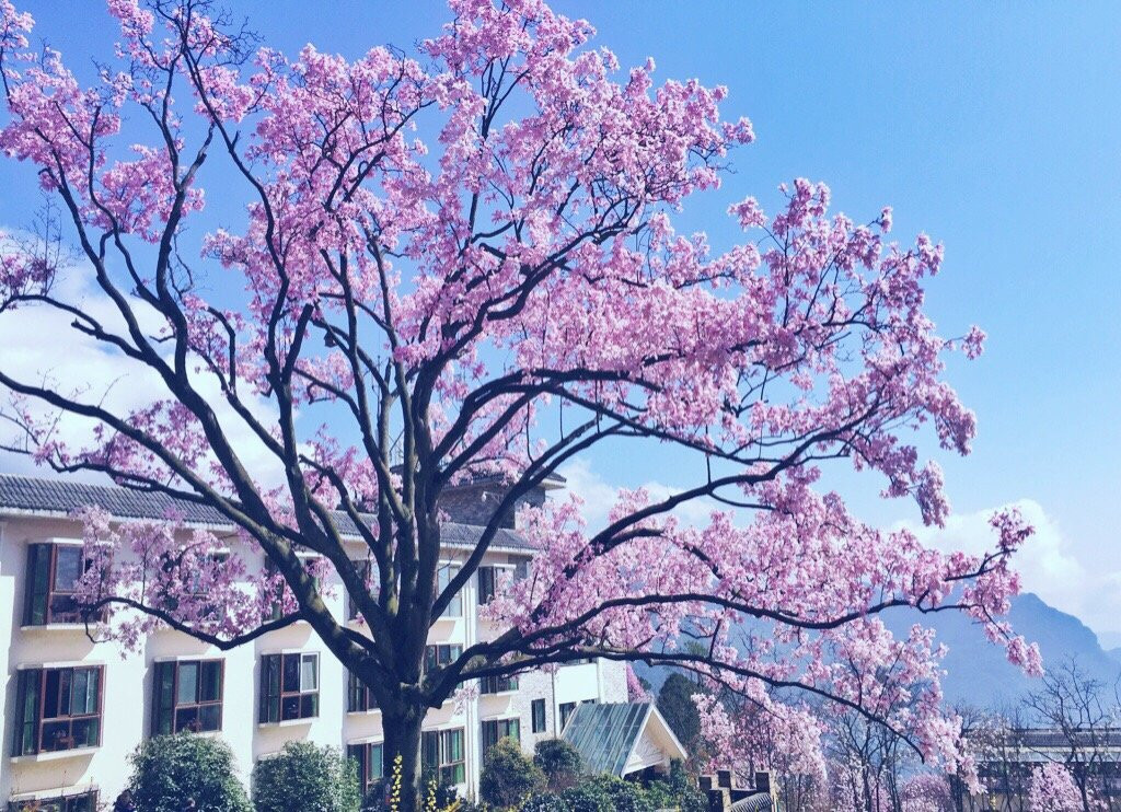 药王谷旅游景区景点图片