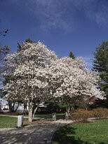 Goodwin Park景点图片