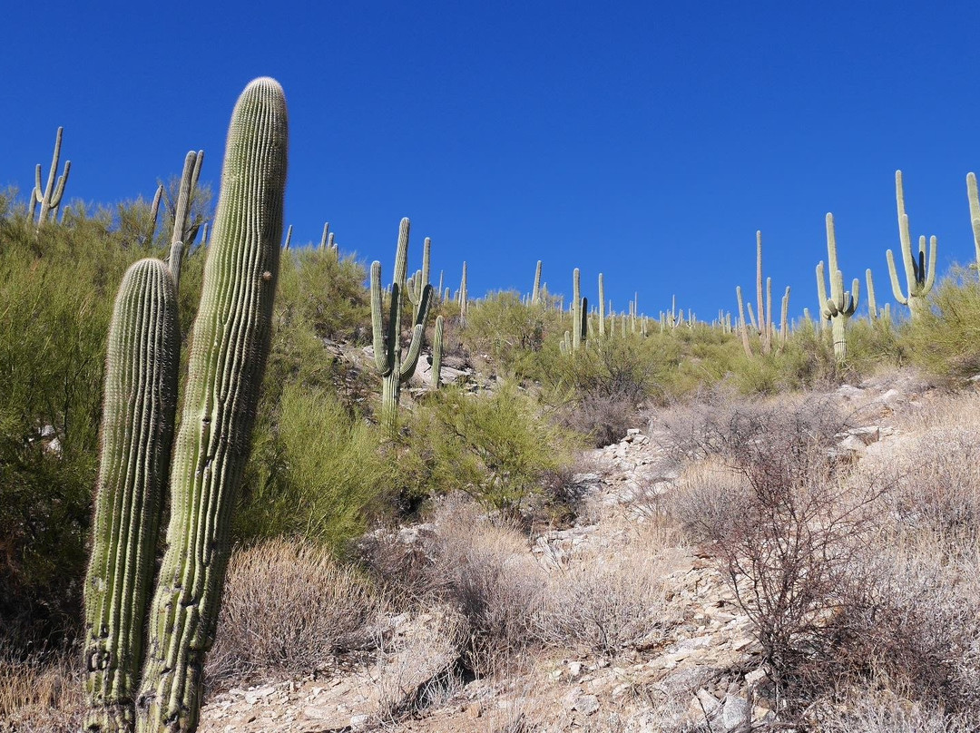 萨格鲁国家公园