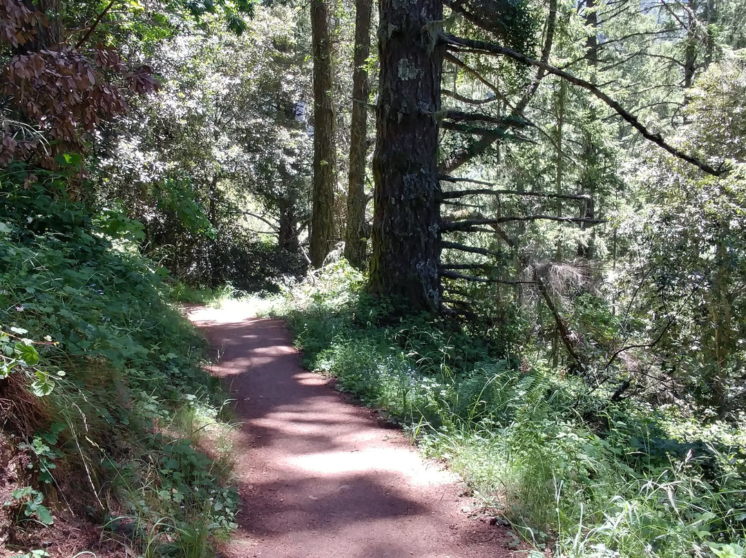 Purisima Creek Redwoods景点图片