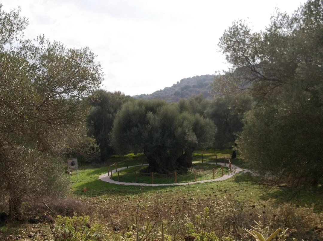 Samonas旅游攻略图片