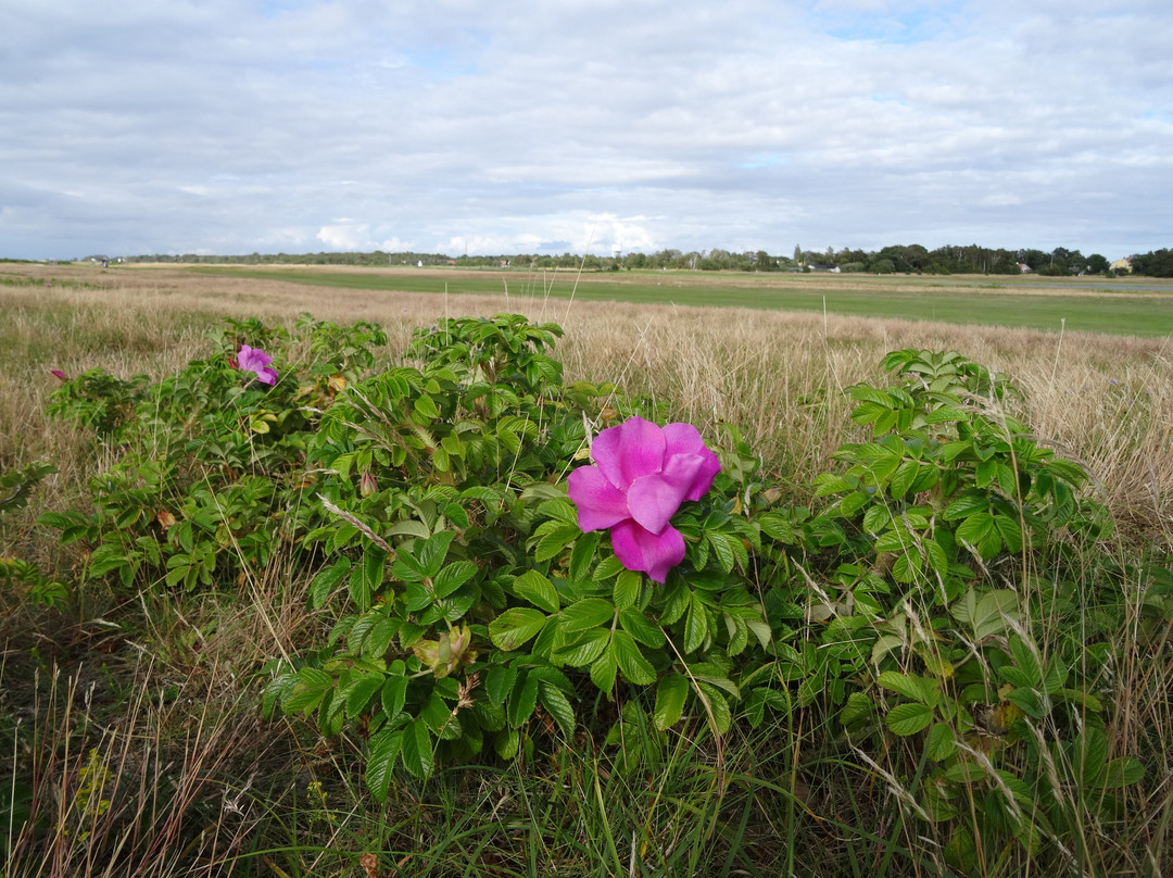 Falsterbo Golfbana
