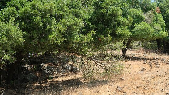 Big Juba in Ya'ar Odem-Odem必去景点