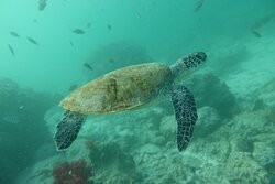 Divers Down-富查伊拉必去景点