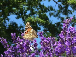 Lavanda di Maremma景点图片