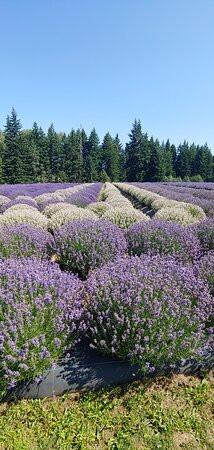 Lavender Valley-胡德里弗必去景点