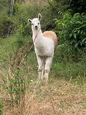 La Ferme des Lamas-Auzat必去景点