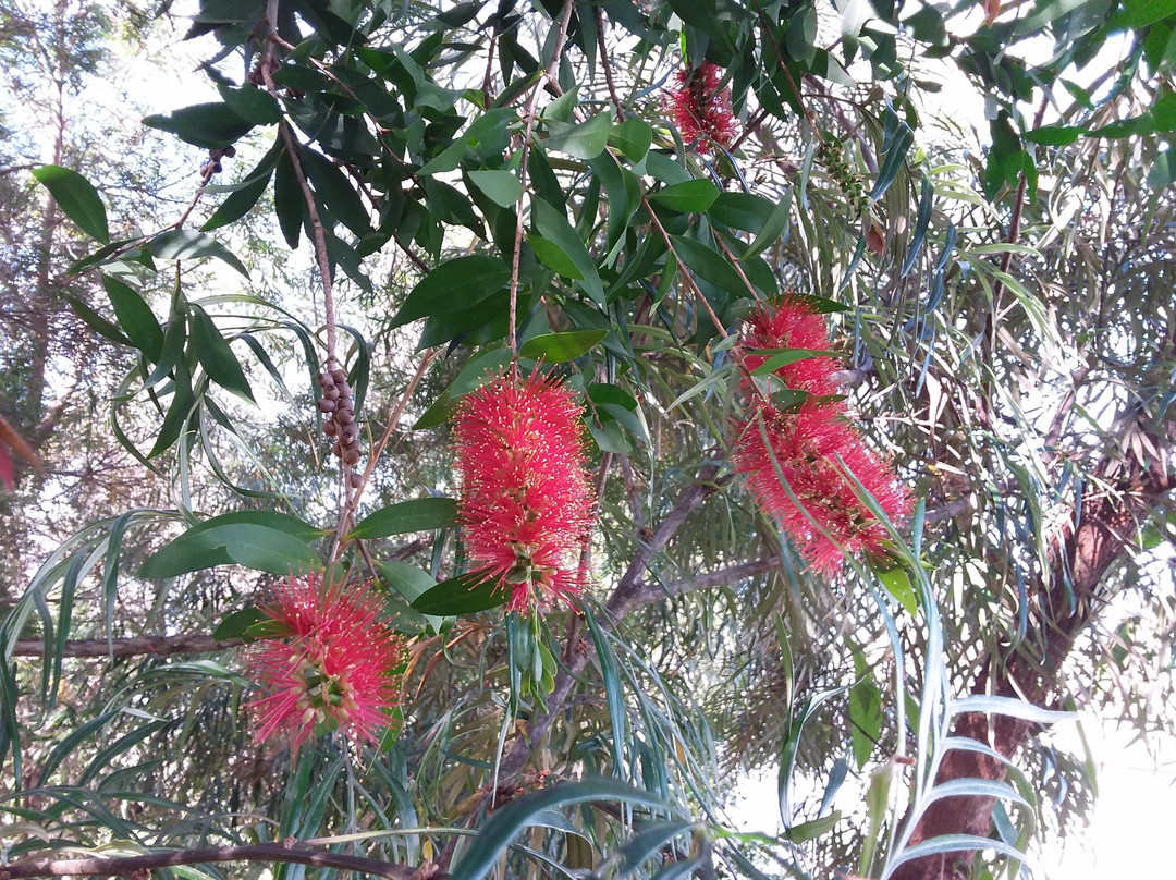 Bottlebrush B&B