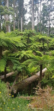 O'Shannassy Trail-华伯登必去景点