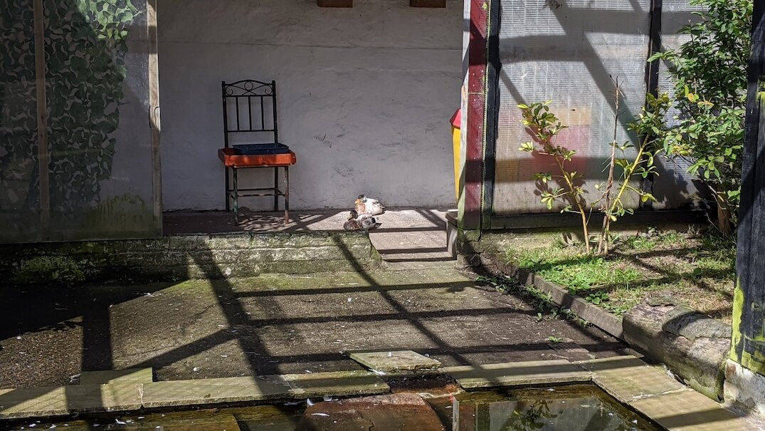 Girvan Community Garden
