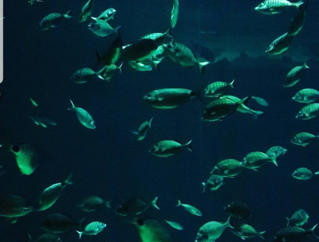 Aqua Vega Aquarium-安卡拉必去景点