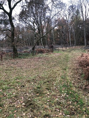 Savernake Forest-马尔堡必去景点