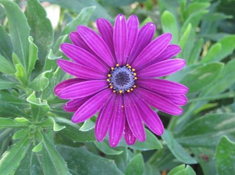 The Pruneyard-坎贝尔必去景点