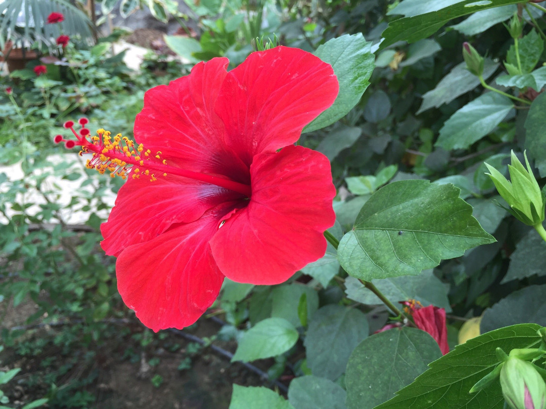 Mardakan Arboretum of Azerbaijan National Academy of Sciences-Mardakan必去景点