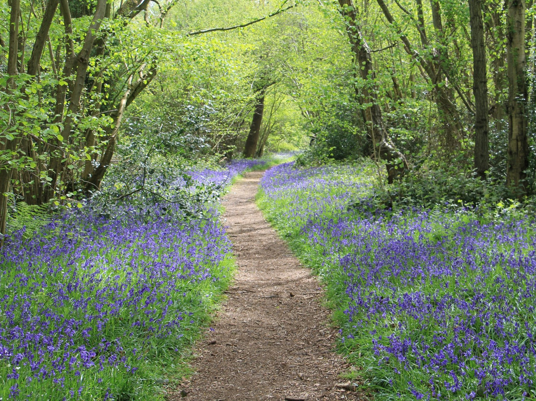 Norfolk Wildlife Trust -  Foxley Woods景点图片