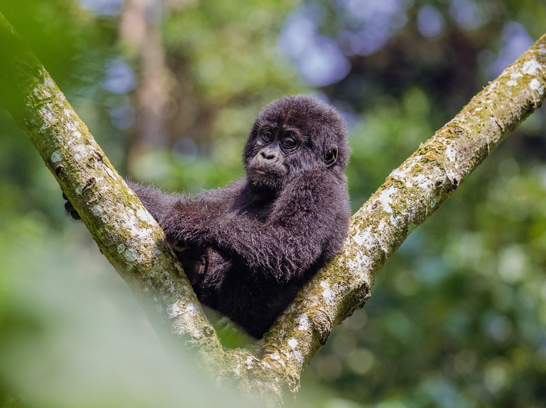The Tribe Uganda Experience-卡巴莱必去景点