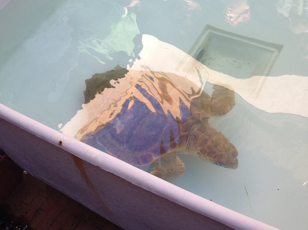 Lampedusa Turtle Rescue景点图片