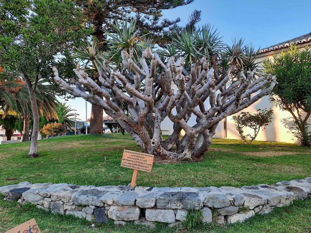 Dragon Tree (dragoeiro)