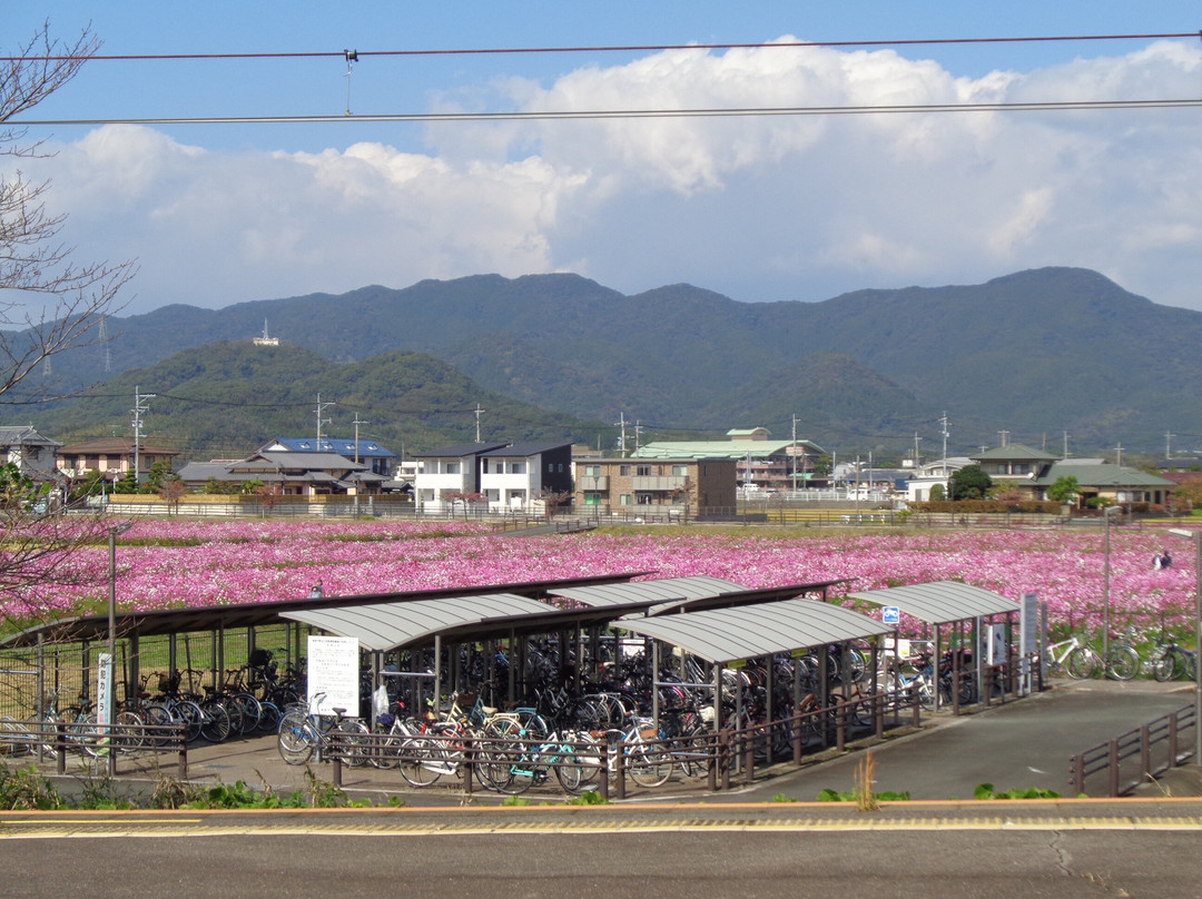 Cosmos Field Kanzaki Station North Entrance