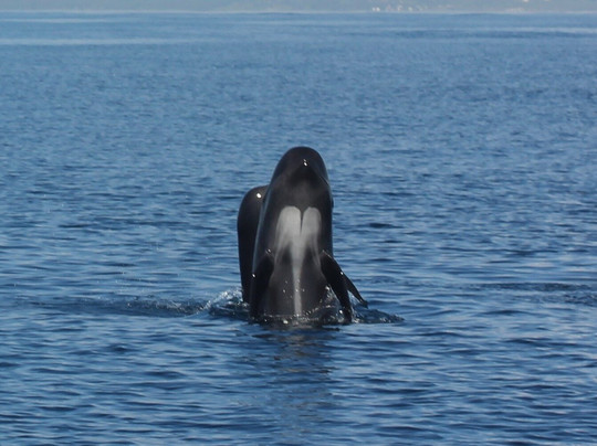 Estrecho Natura-阿尔赫西拉斯必去景点