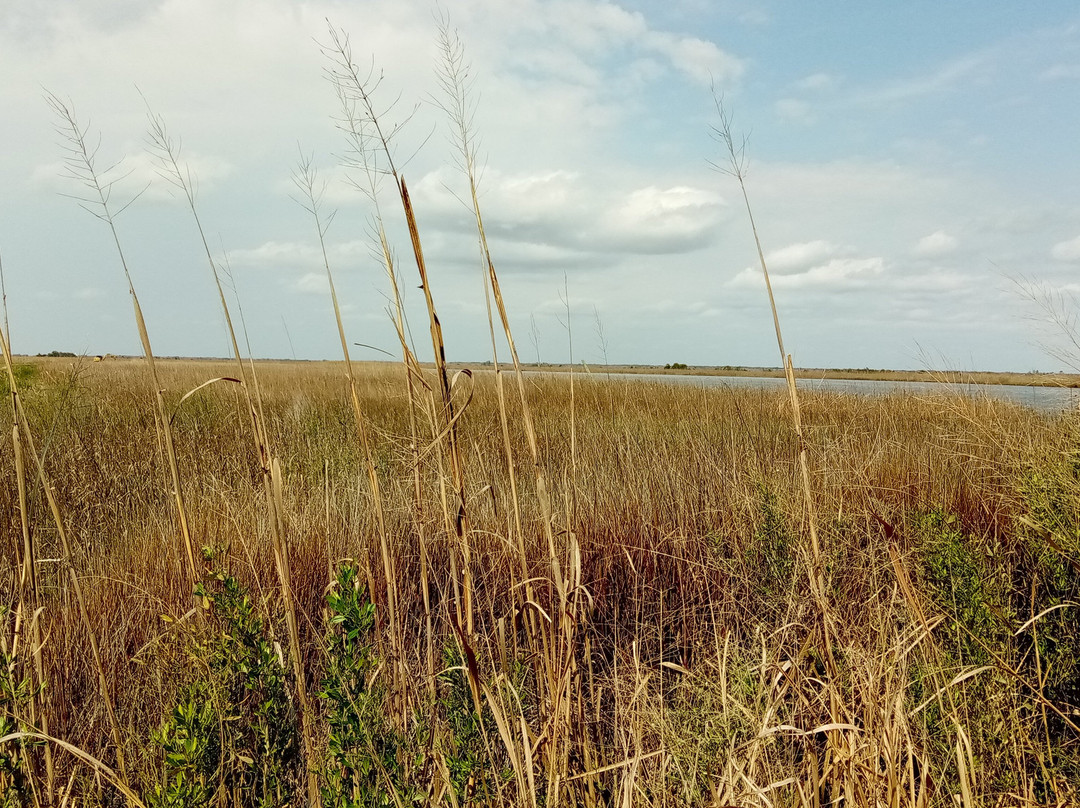 Santee Coastal Reserve景点图片