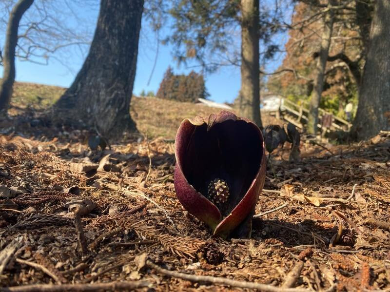 Symplocarpus foetidus of Wetlands in Otawara-太田原市必去景点