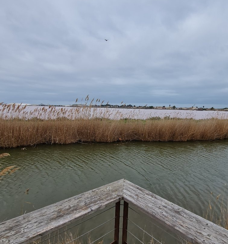 Camargue Decouverte-艾格莫尔特必去景点