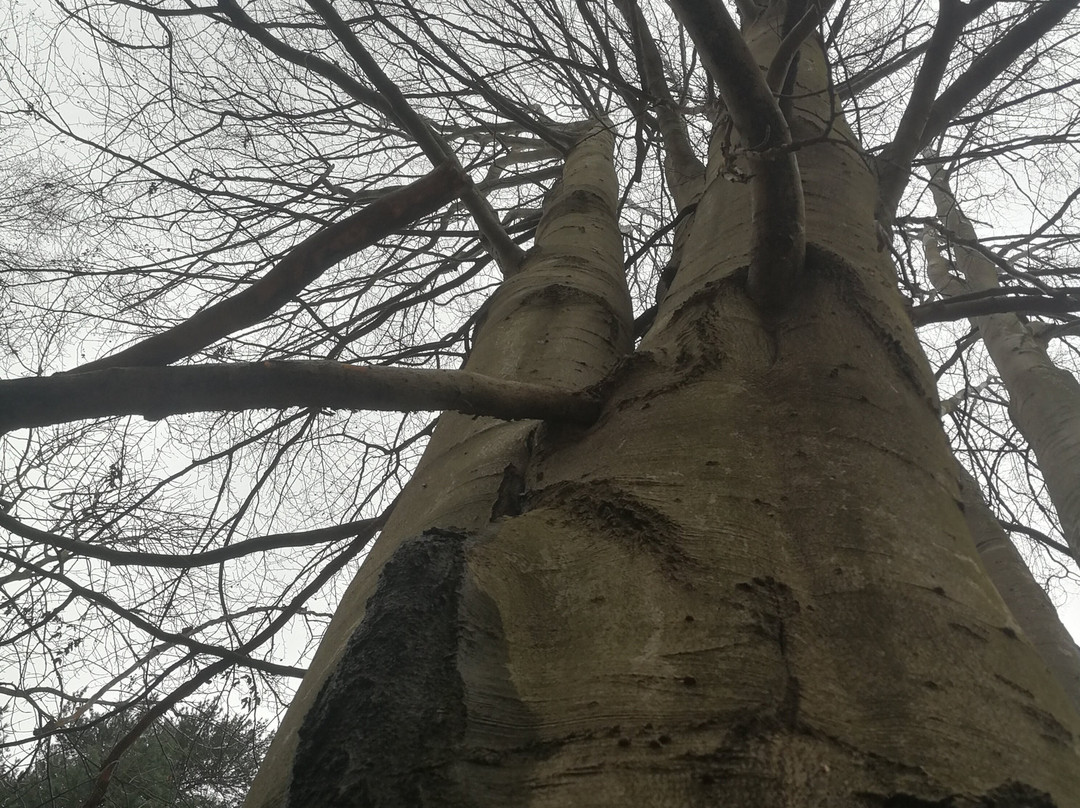 Bosco di Quercus-Bienno必去景点