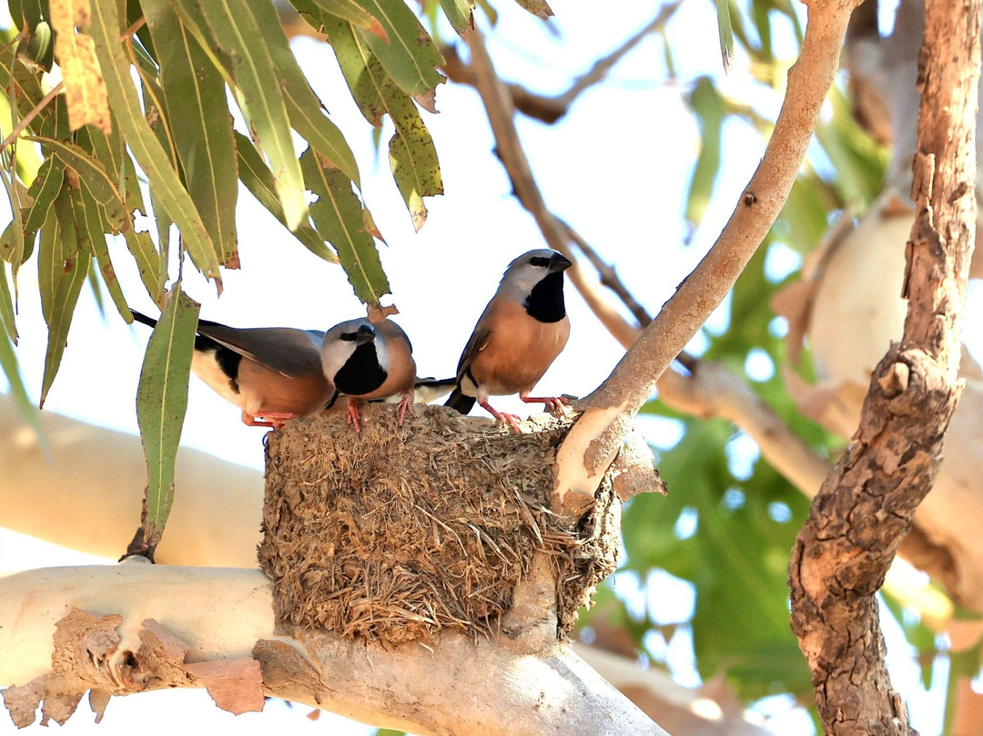 Great Northern Tours-库克敦必去景点