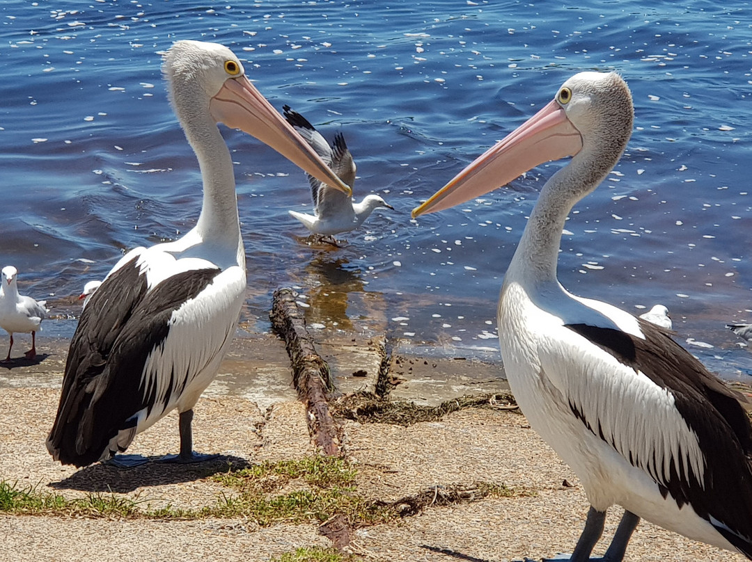 Karuah Gardens Motel主图