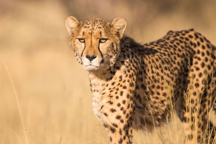 Loyal Tours & Safaris-Kinigi必去景点