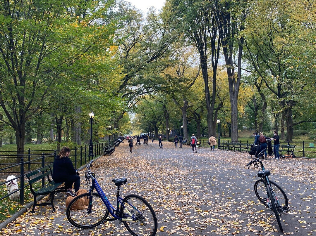 Central Park Tours & Bike Rentals景点图片