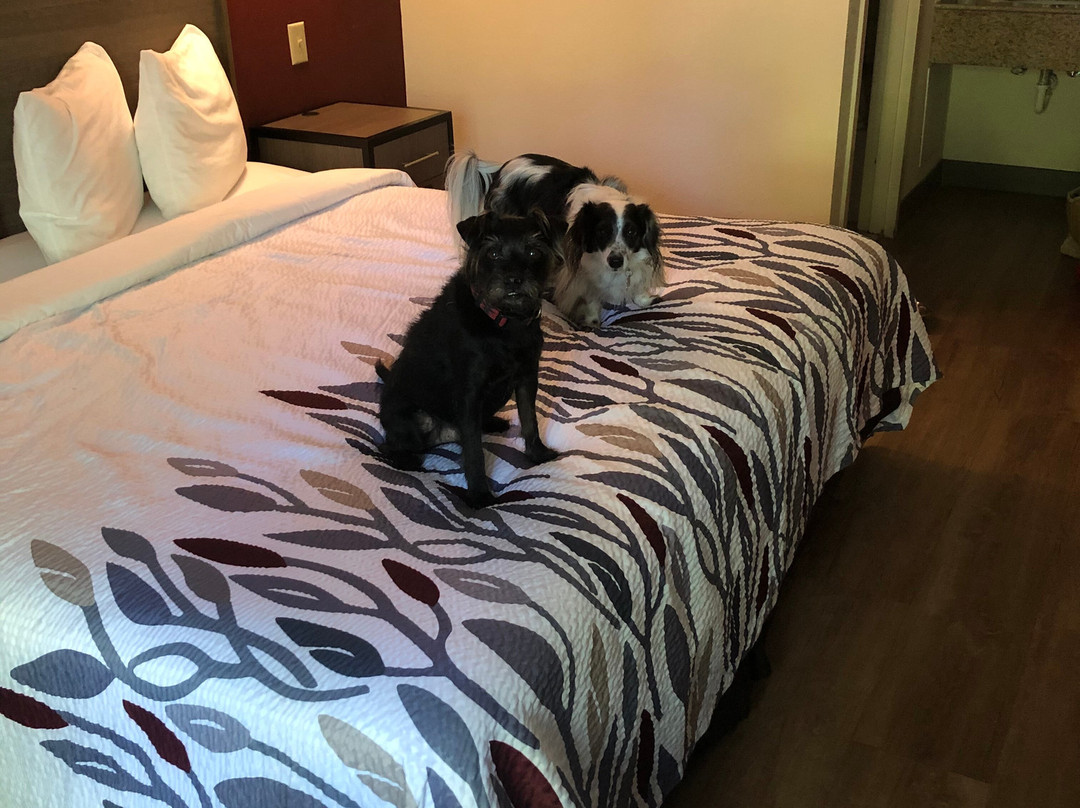 Red Roof Inn Clifton Park主图