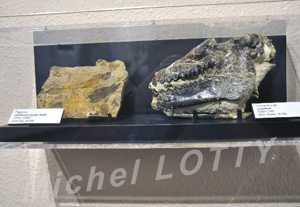 Thomas Condon Paleontology Center景点图片