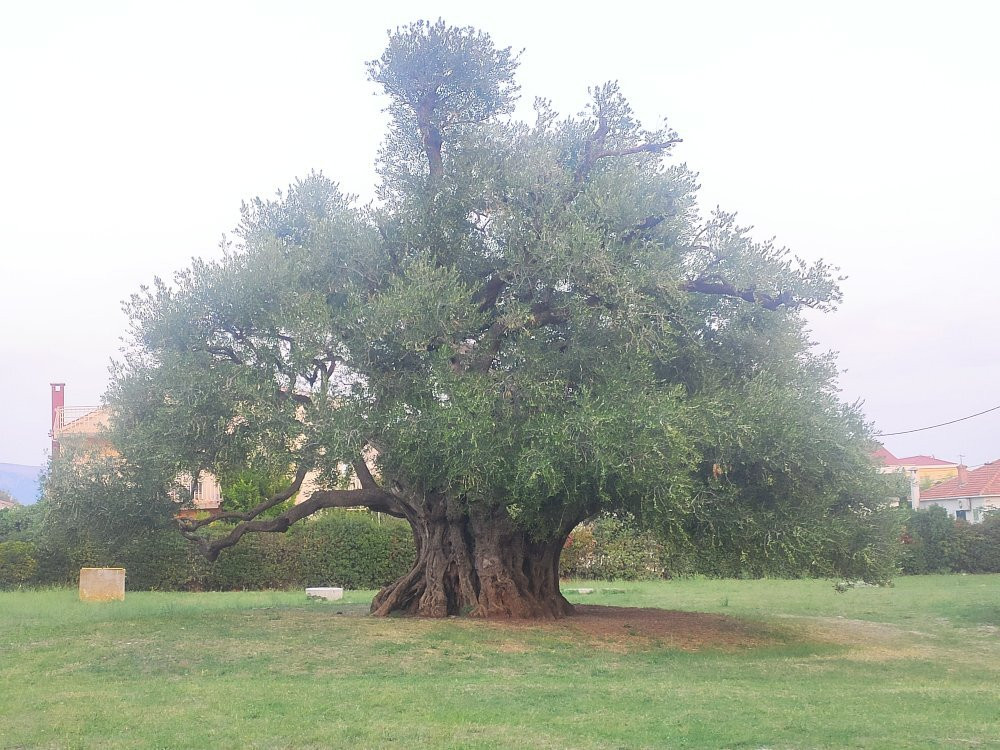 Mastrinka - Old Olive Tree景点图片