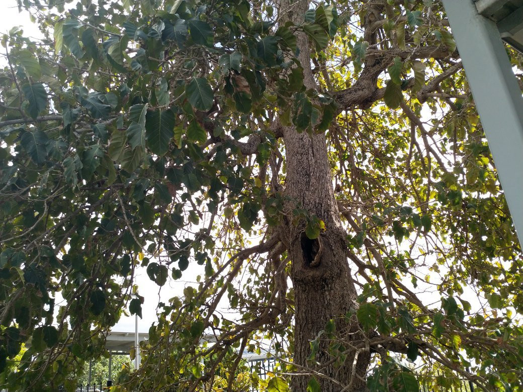 The Leichhardt Tree景点图片