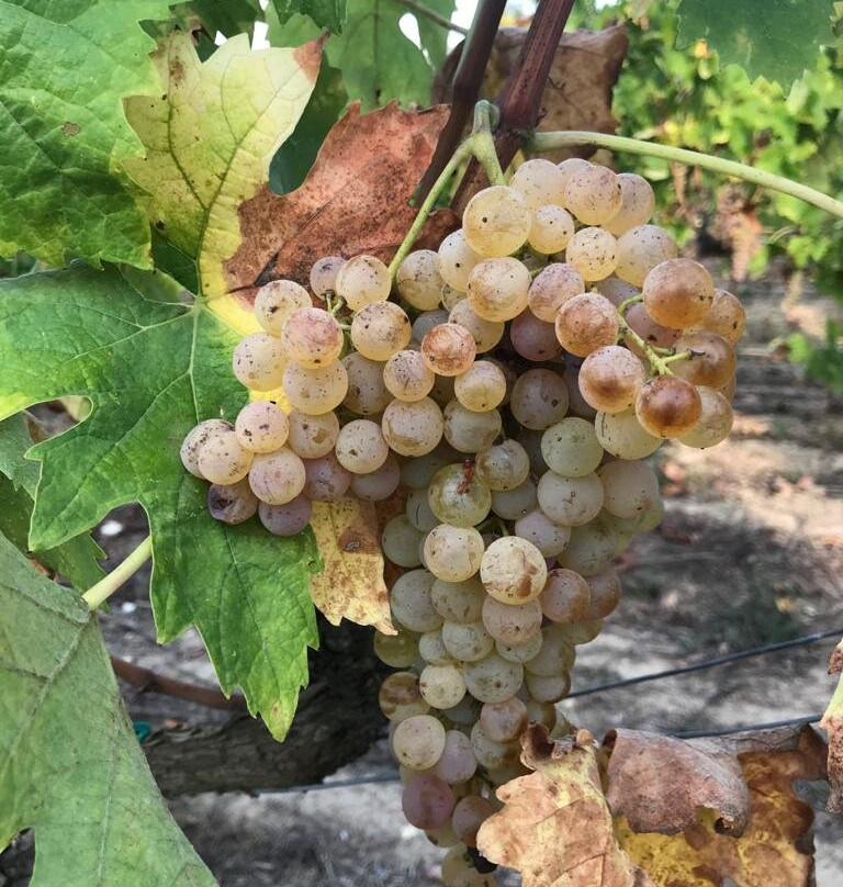 Tenuta Santa Caterina主图