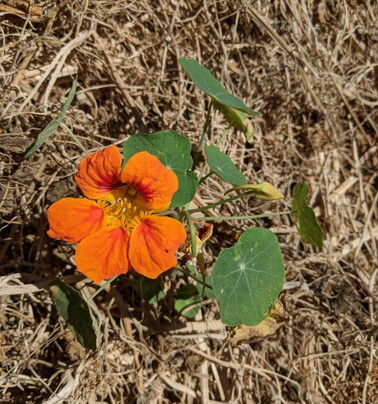 Goleta Butterfly Grove-戈利塔必去景点