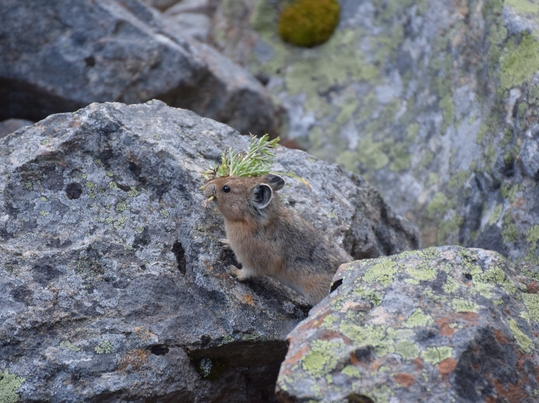 Mount Edith Cavell Trail-贾斯珀国家公园必去景点